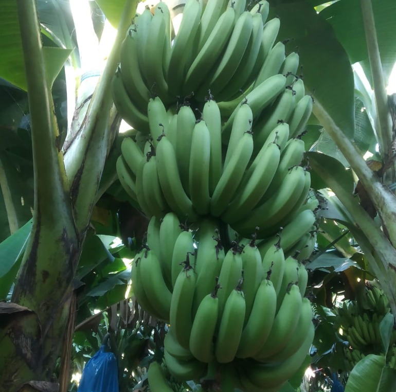 Banana Sorting and Grading Process