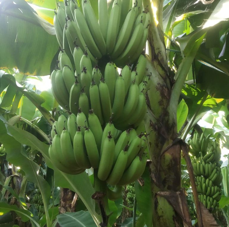 Export Packaging of Bananas from India
