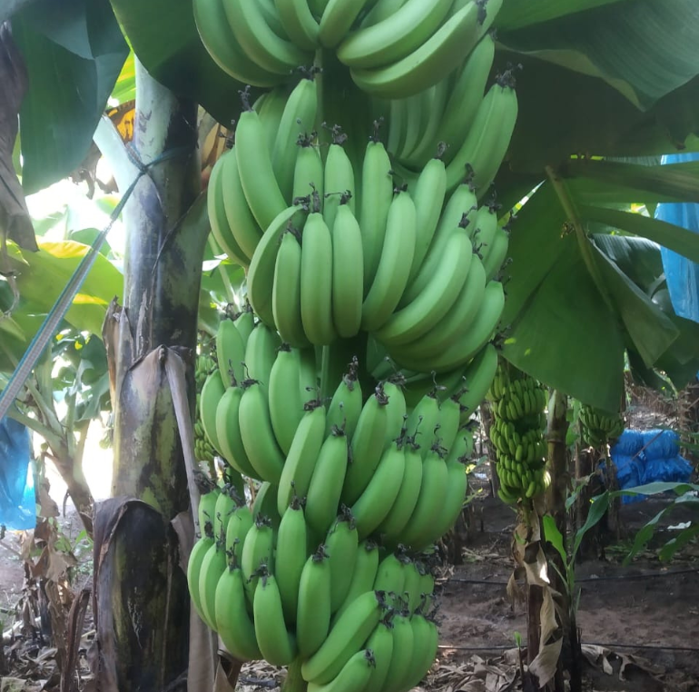 Export Packaging of Bananas from India